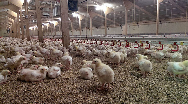 iTech Poultry Management System